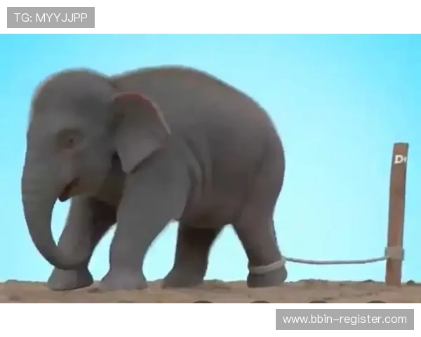 小象的成长故事：从幼崽到成年象的奇妙旅程与挑战